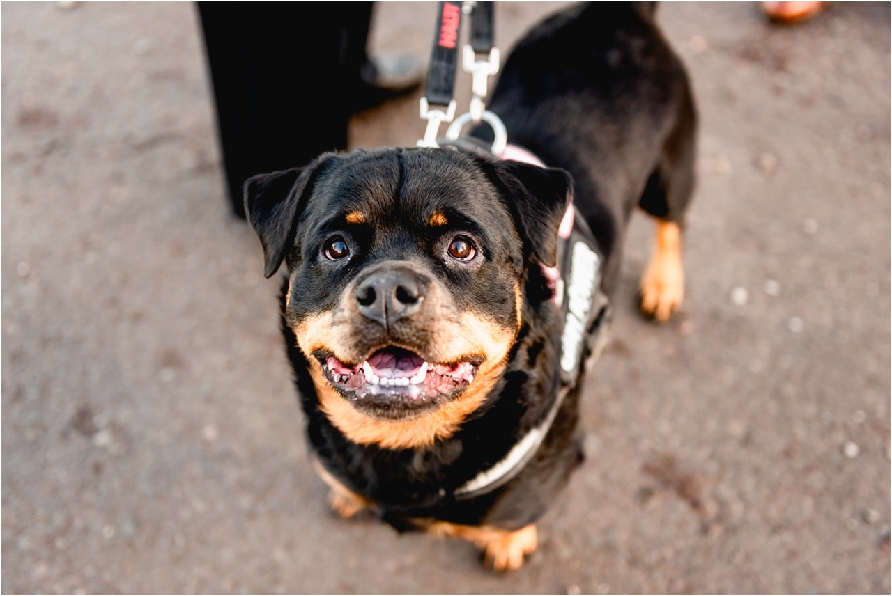Rottweiler at a wedding.