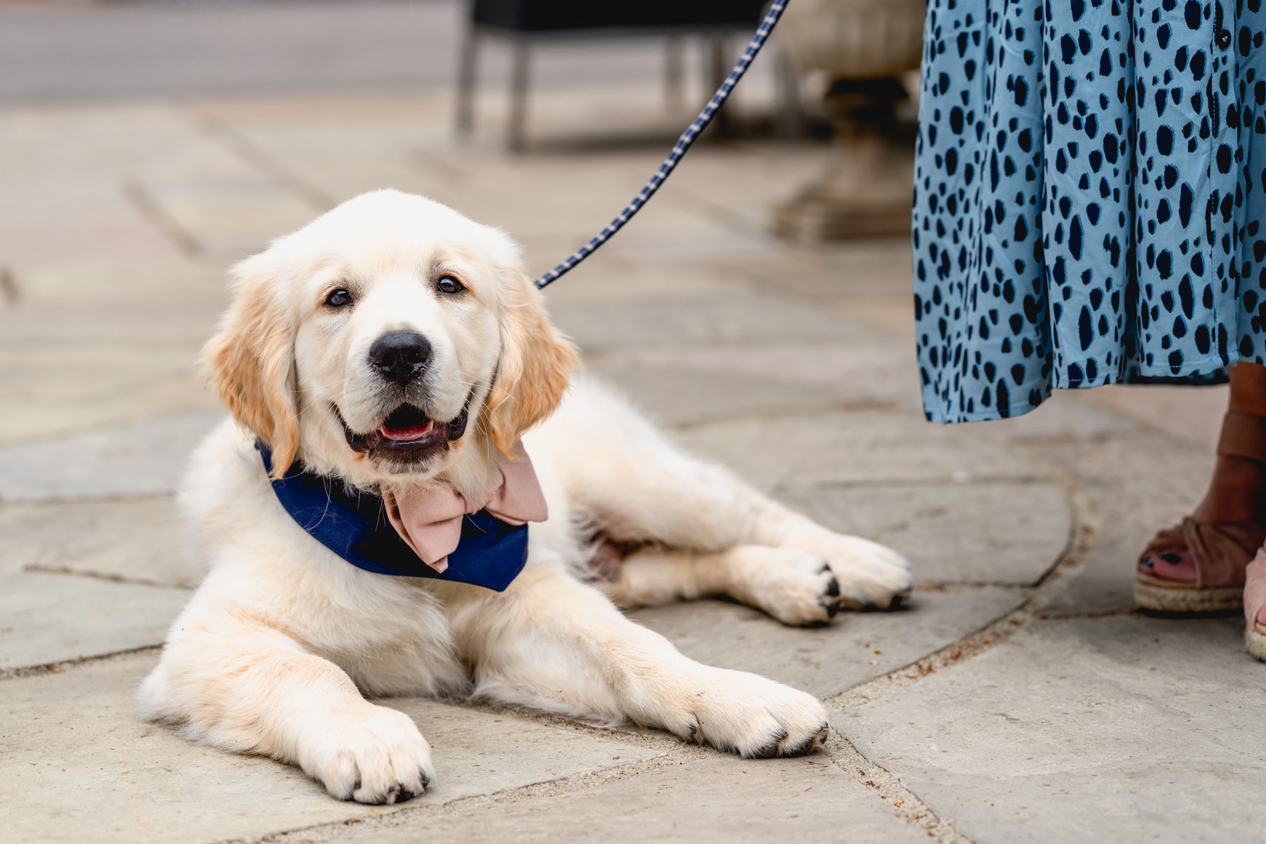 Labrador puppy wears pink bowtie and navy blue neckerchief lying on the floor looking at camera. Best Wedding Photography of 2021