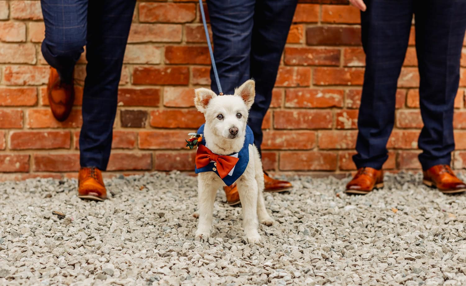 Dog in wedding suit and bowtie at wedding at Blackbrook Barns Dog friendly venue